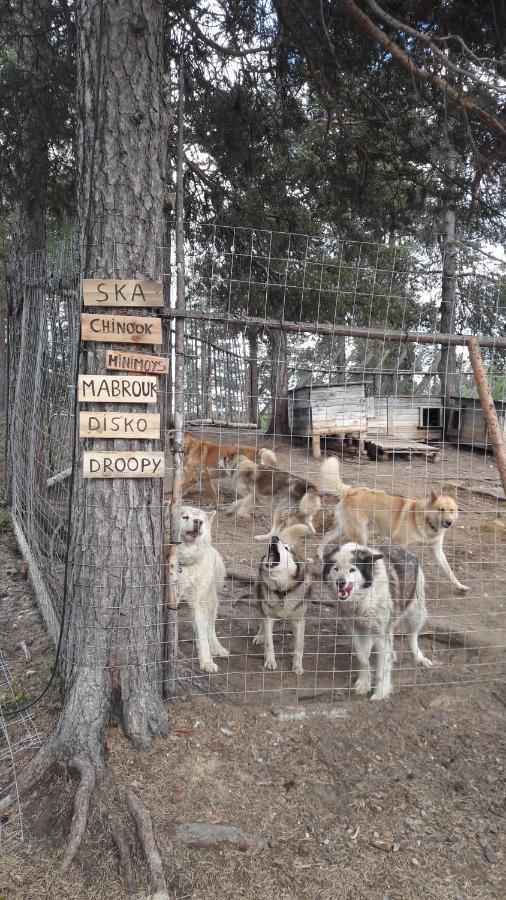 Cabin At Huskies Farm إيناري المظهر الخارجي الصورة