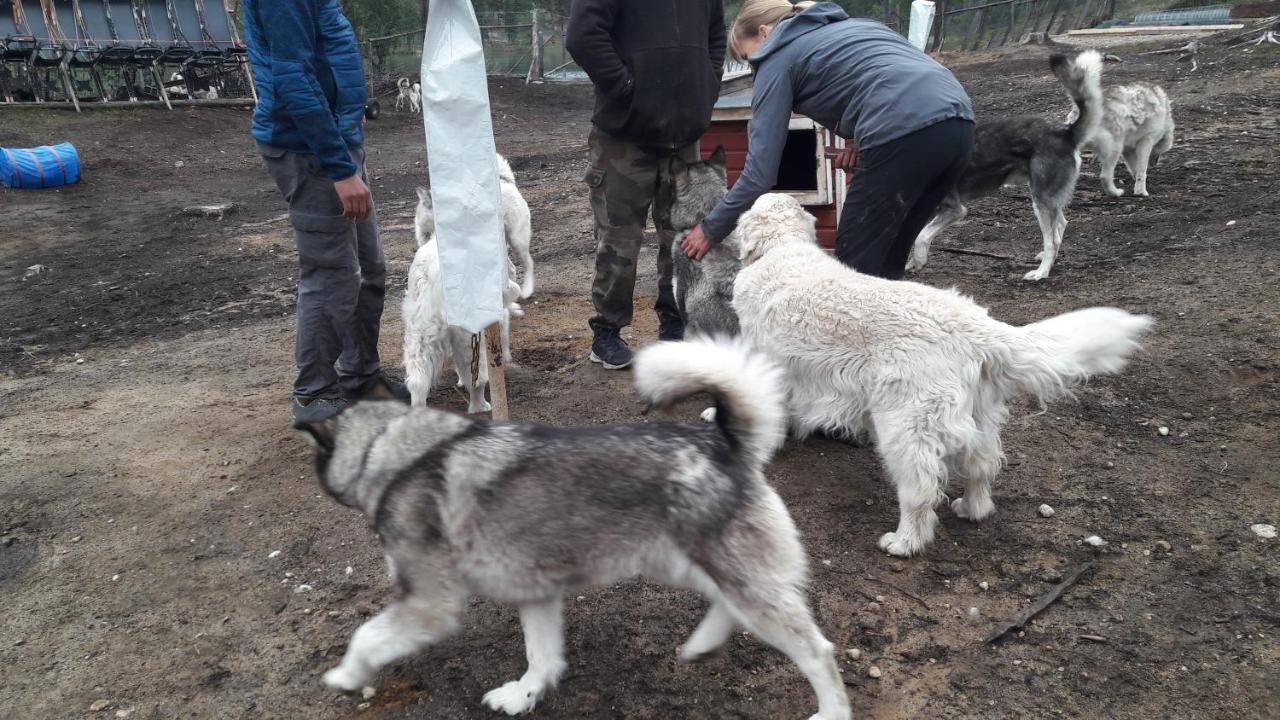 Cabin At Huskies Farm إيناري المظهر الخارجي الصورة